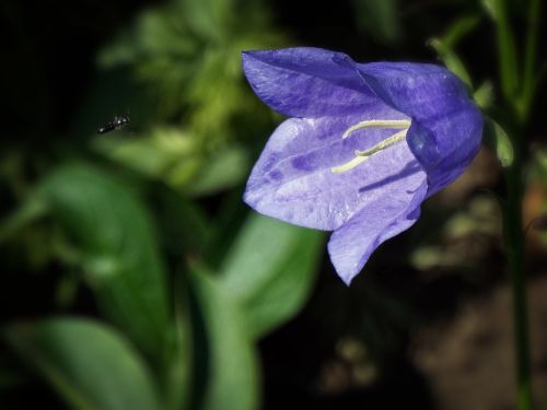 flower blue bell
