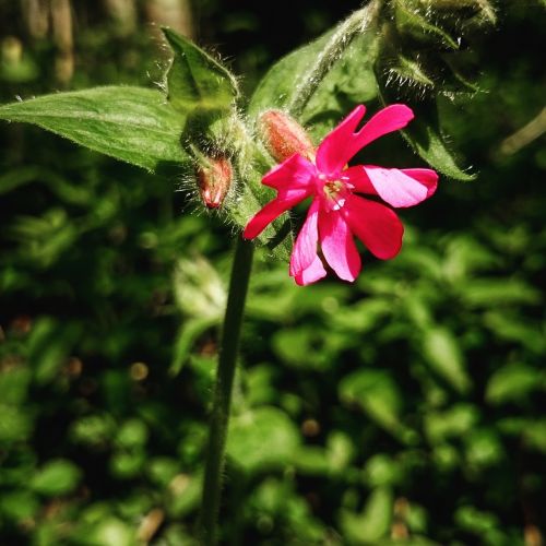 flower flora pink