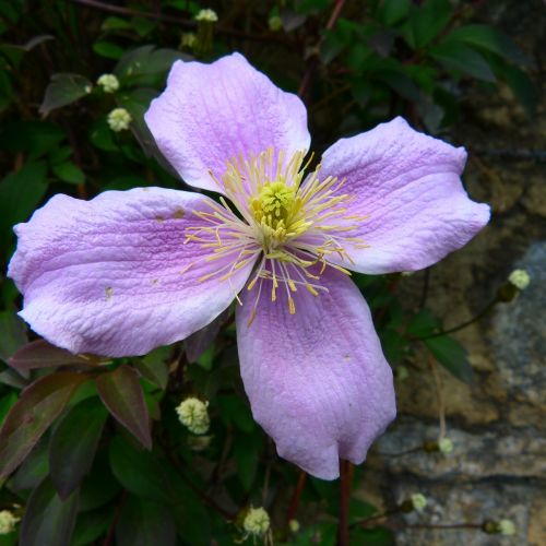 flower macro garden