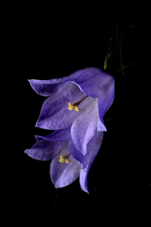 flower blue mirror