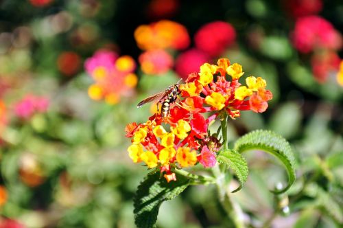 flower wasp bee