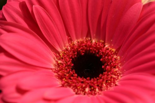 flower red macro