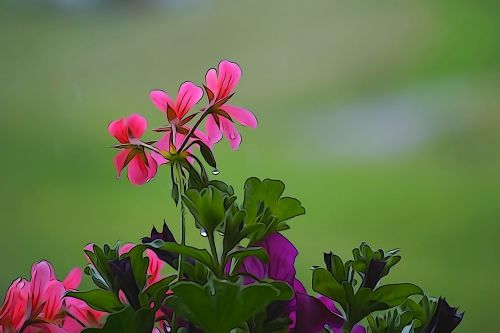 flower plant nature