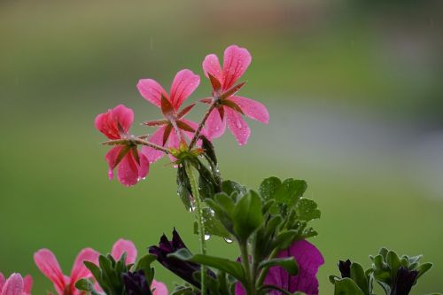 flower plant nature