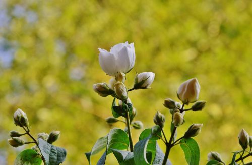 flower white jasmin