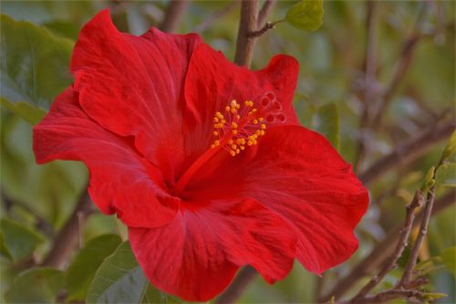 flower hibiscus red