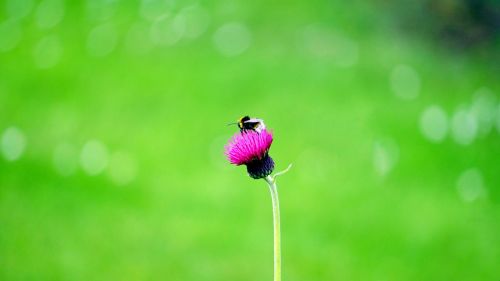 flower bee insect