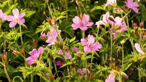 flower field of flowers pink flowers