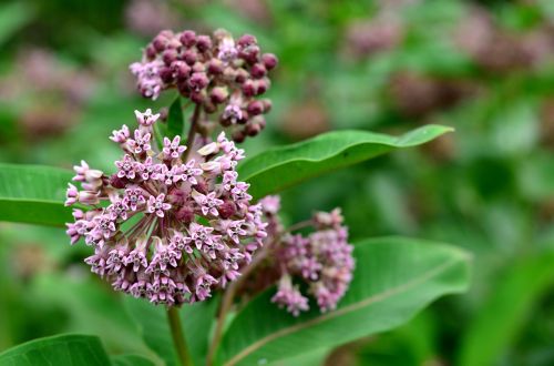 flower nature plant