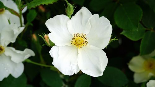 flower white nature