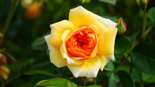 flower rose yellow