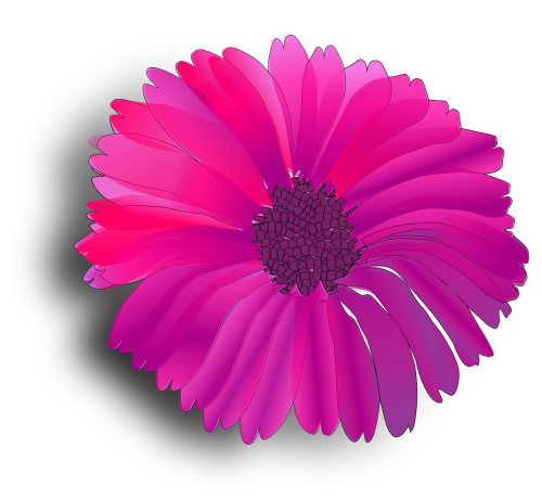 flower pink fuchsia