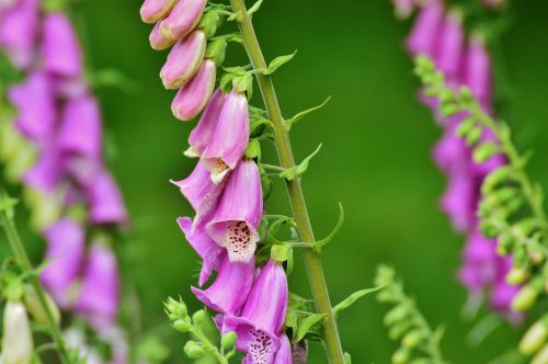 thimble flower toxic