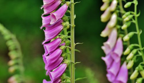 thimble flower toxic