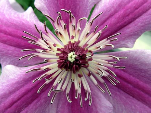 flower clematis stamens