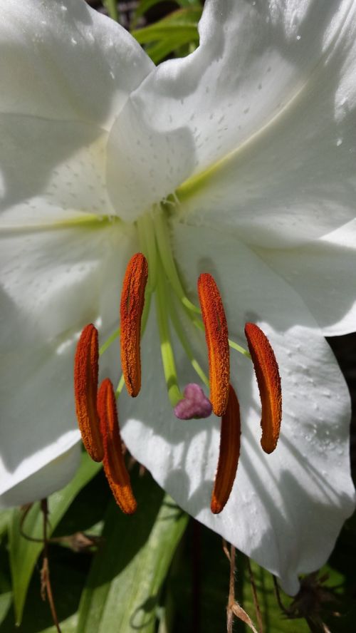 flower lily white flower