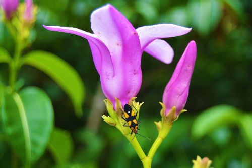 flower nature plants