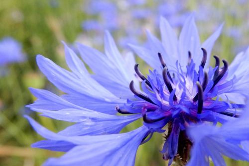 flower plant flora