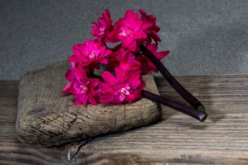 flower hyacinth still life