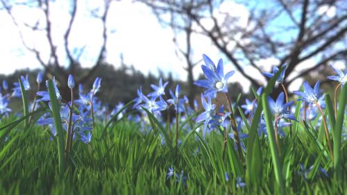 flower blue flower nature