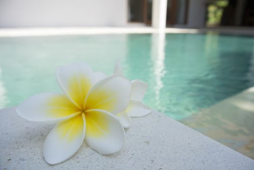 flower frangipani pool