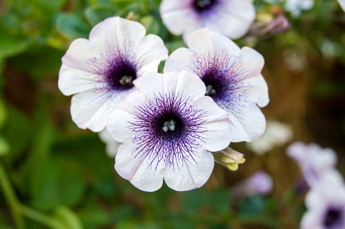 petunia flower purple