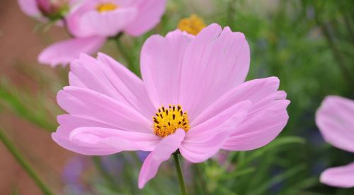 cosmos cosmea bipinnata flower