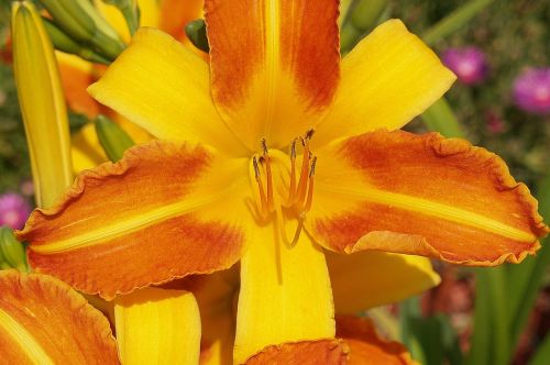 flower daylily bicolor