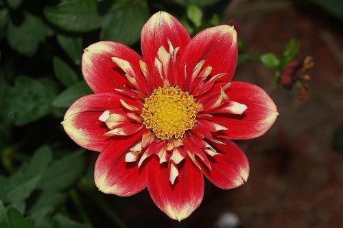 flower dahlia red