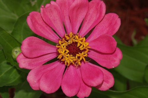 flower zinnia pink