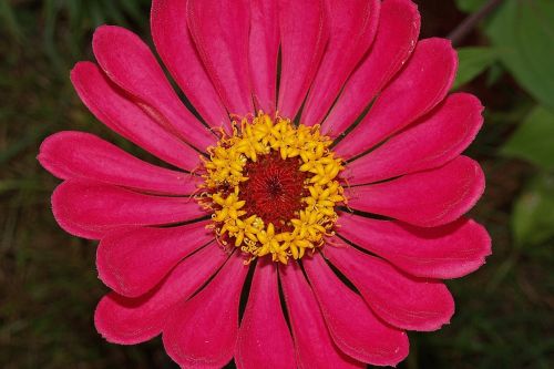 flower zinnia red