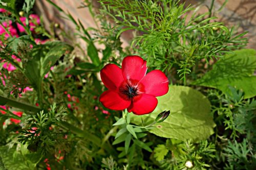 flower petal bloom