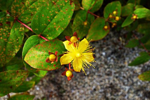 flower yellow flowers pistil