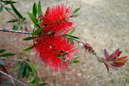 flower red flower spiky flower