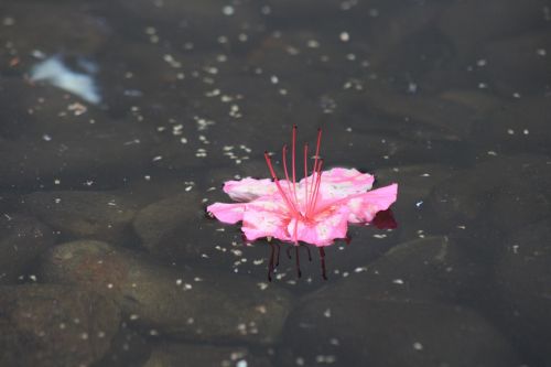 flower pink water