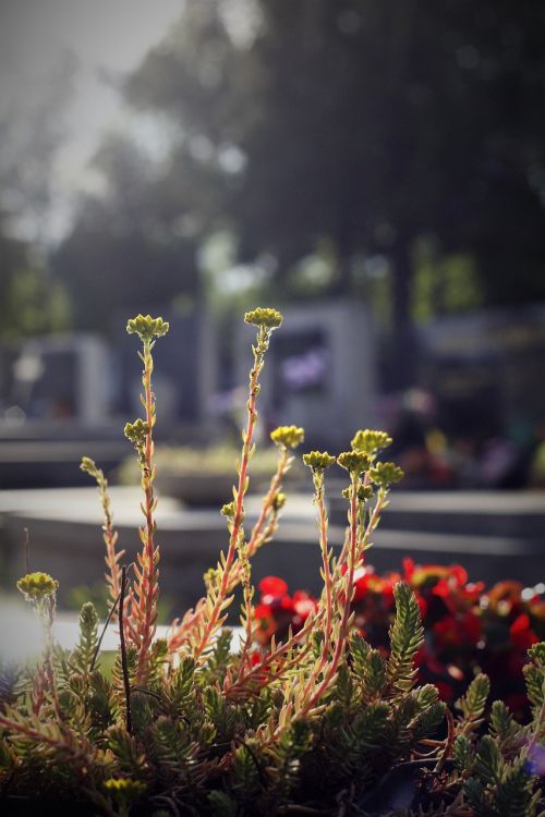 flower cementery grave