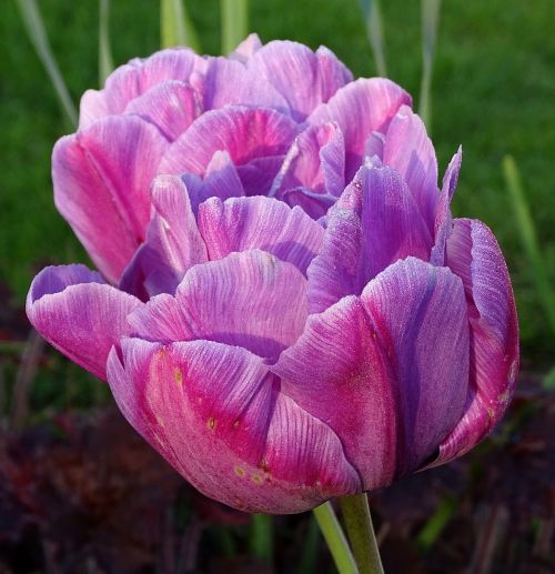 flower tulip blossom