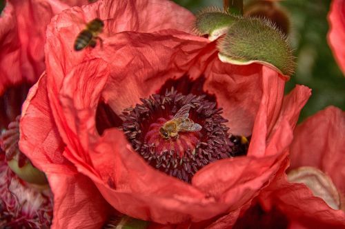 flower bee nature