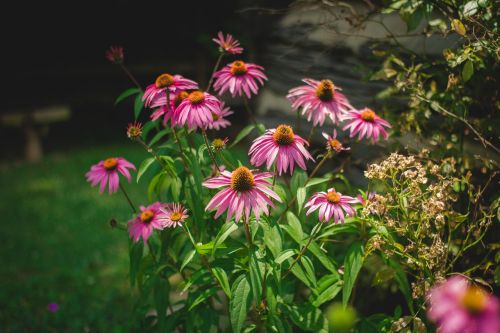 flower garden green