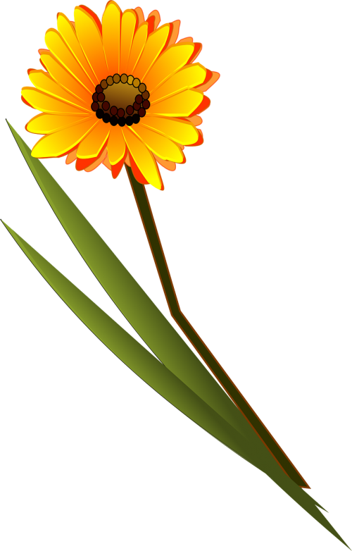 flower yellow daisy