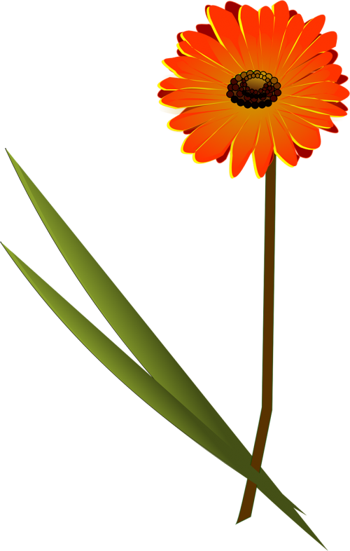 flower orange daisy
