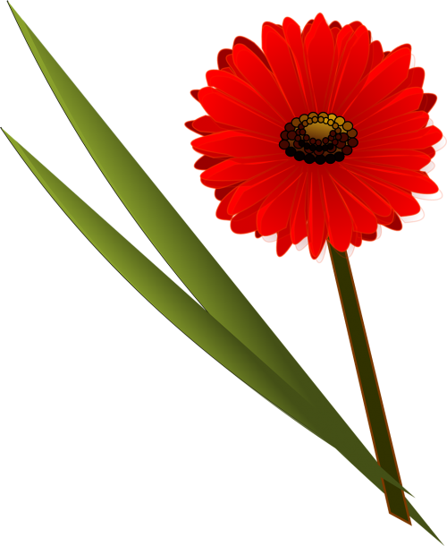 flower red daisy