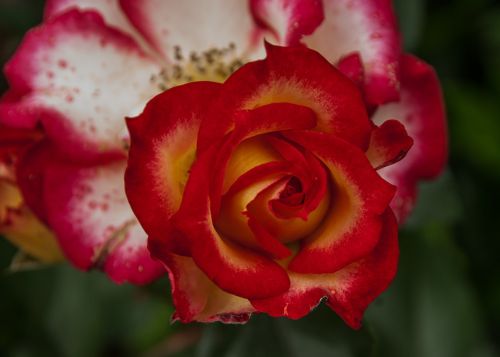 flower pink rosebush