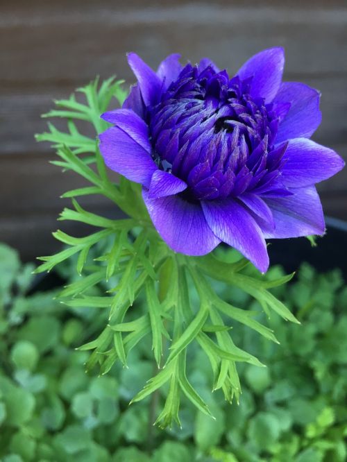 flower dahlia blue