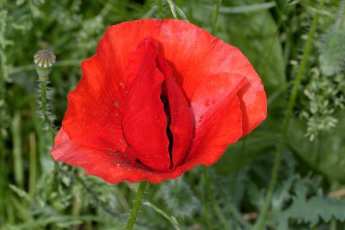 flower poppy klatschmohn