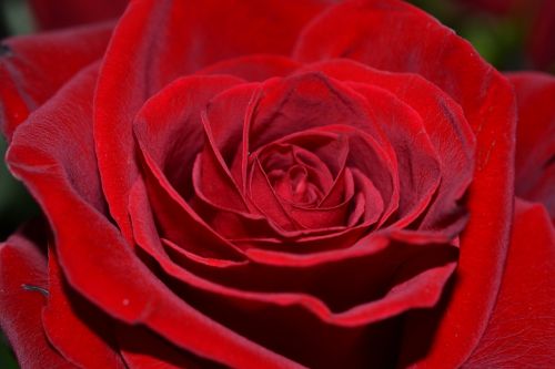 flower red rose