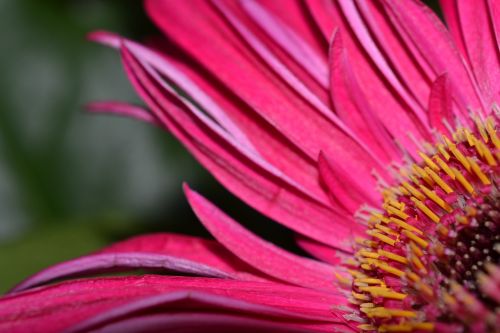 flower pink bloom