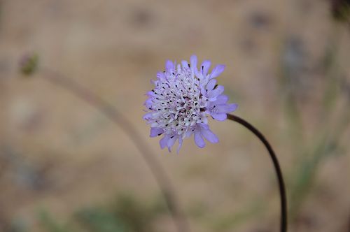 flower violet garden