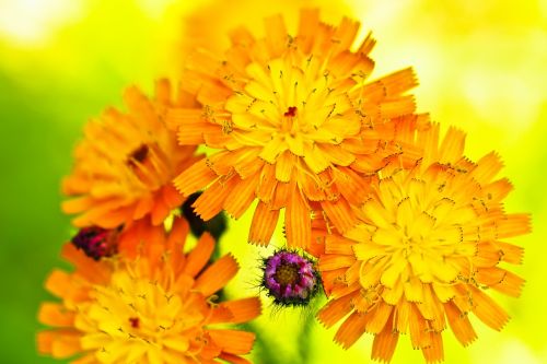 flower prairie flower wild flower