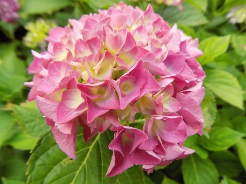 flower hydrangea pink